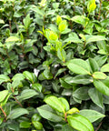 Sea Foam Camellia