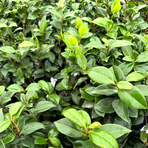 Sea Foam Camellia