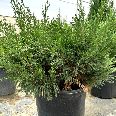 Sea Green Juniper