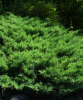 Sea Green Juniper