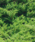 Sea Green Juniper