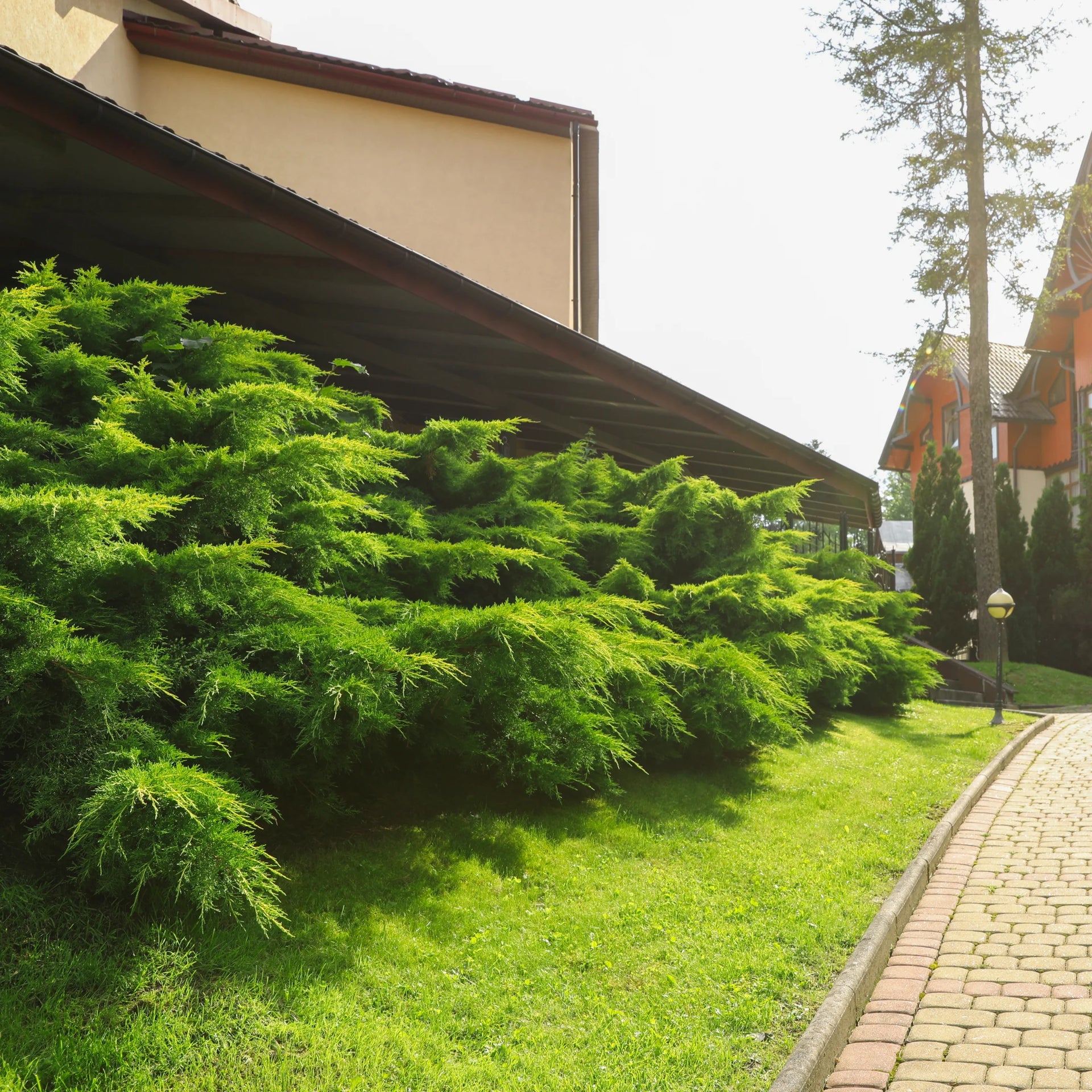 SeaGreenJuniper3.webp?v=