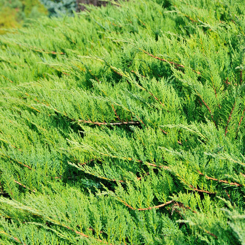 Sea Green Juniper