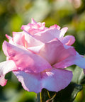 Secret Hybrid Tea Rose