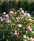 Secret Hybrid Tea Rose