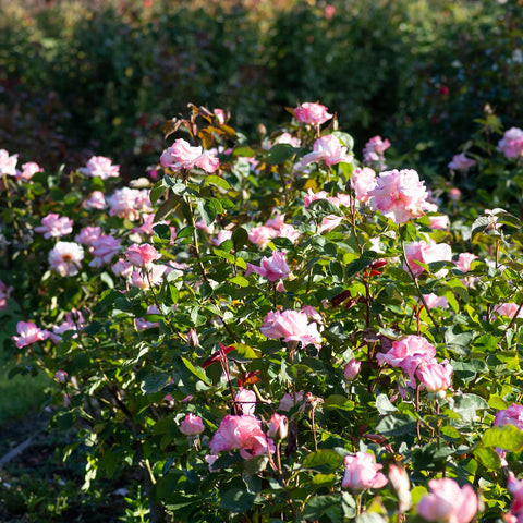 Secret Hybrid Tea Rose