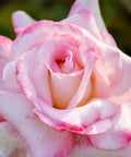 Secret Hybrid Tea Rose