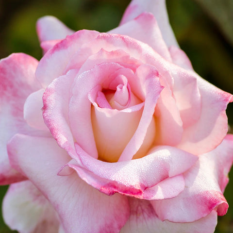Secret Hybrid Tea Rose