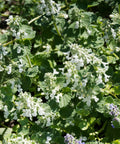 Serene Frost Catmint