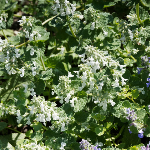Serene Frost Catmint