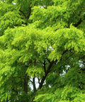 Shademaster Honeylocust Tree