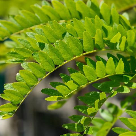 Shademaster Honeylocust Tree