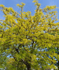 Shademaster Honeylocust Tree