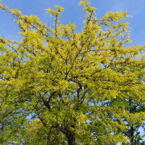 Shademaster Honeylocust Tree