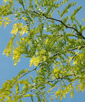 Shademaster Honeylocust Tree