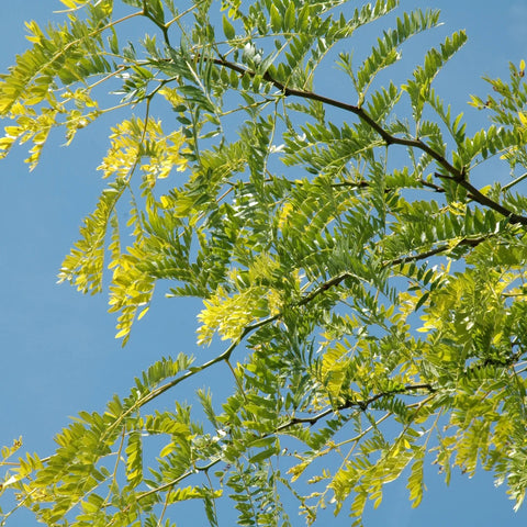 Shademaster Honeylocust Tree