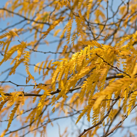 Shademaster Honeylocust Tree