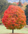 Shantung Maple Tree