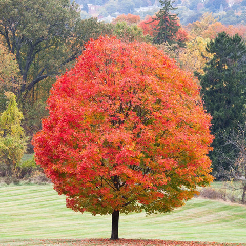 Shantung Maple Tree