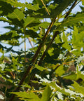 Shantung Maple Tree
