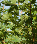 Shantung Maple Tree