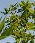 Shantung Maple Tree