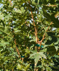 Shantung Maple Tree