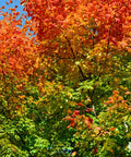 Shantung Maple Tree