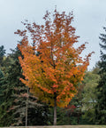 Shantung Maple Tree