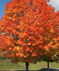 Shantung Maple Tree