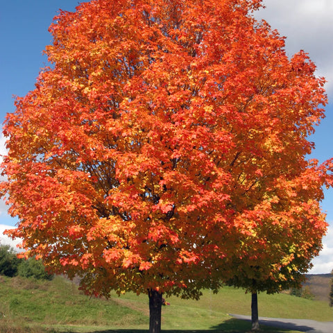 Shantung Maple Tree