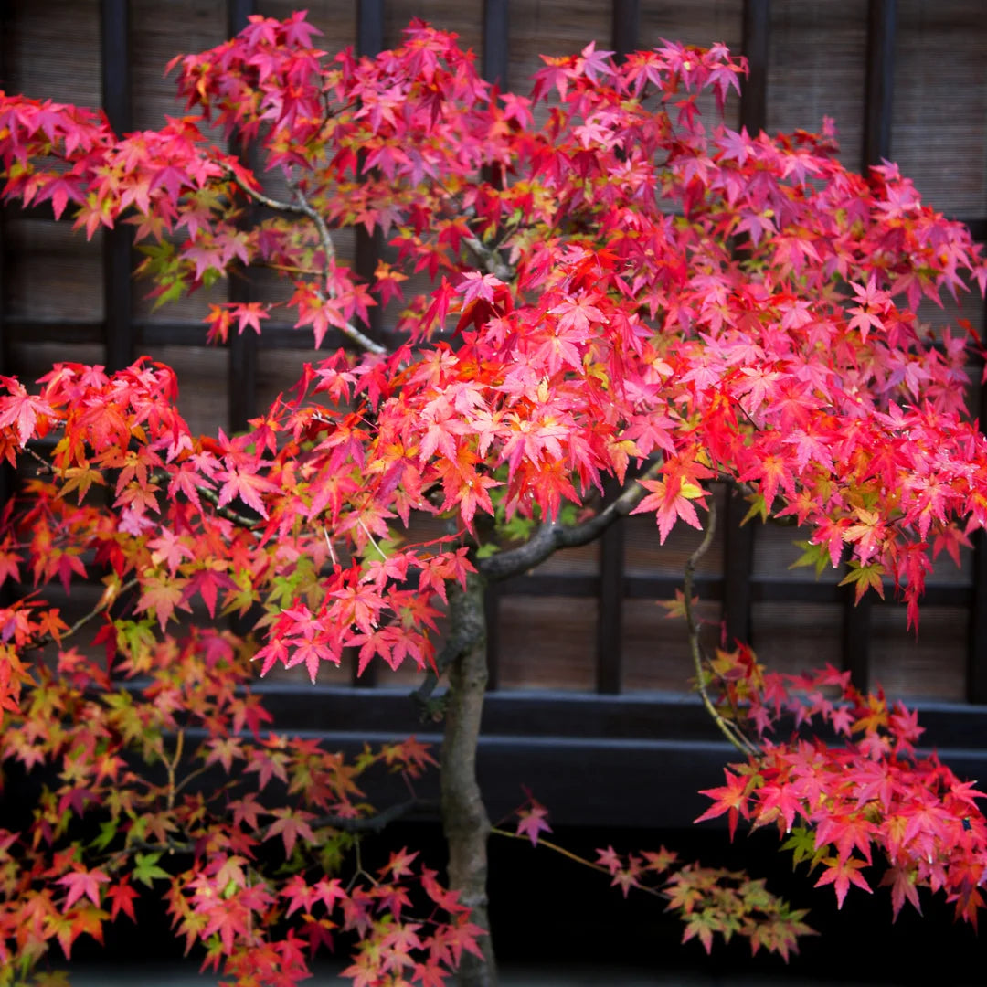 Shin Deshojo Japanese Maple | Red Spring Foliage Tree – Simply Trees