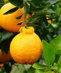 Shiranui Mandarin Tree