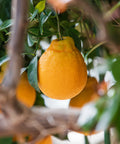Shiranui Mandarin Tree