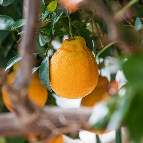 Shiranui Mandarin Tree