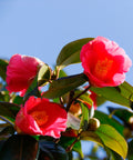 Shishi Gashira Camellia