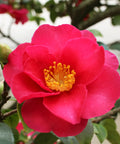 Shishi Gashira Camellia