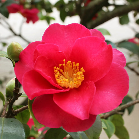 Shishi Gashira Camellia