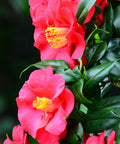 Shishi Gashira Camellia