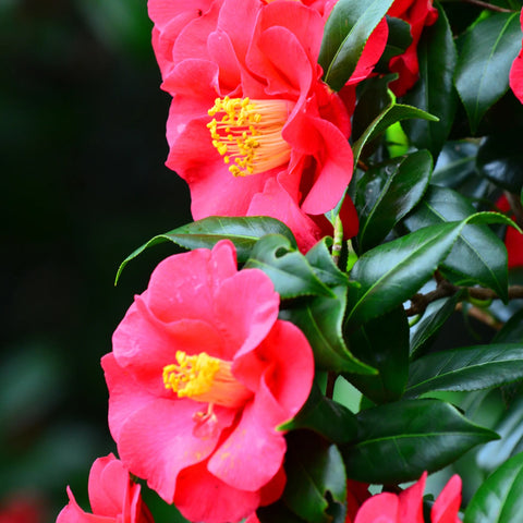 Shishi Gashira Camellia