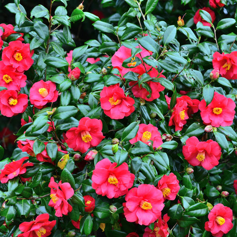 Shishi Gashira Camellia