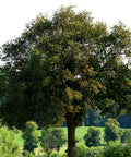 Shumard Red Oak