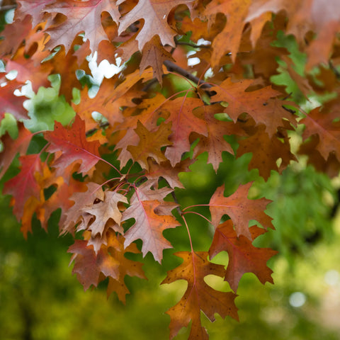 Shumard Red Oak