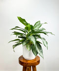 Chinese Evergreen Silver Bay