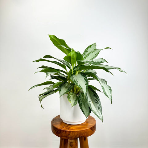 Chinese Evergreen Silver Bay