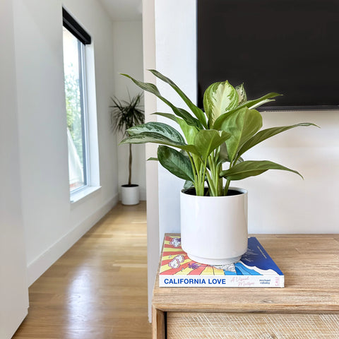 Chinese Evergreen Silver Bay