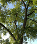 Silver Maple Tree