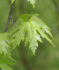 Silver Maple Tree