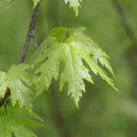 Silver Maple Tree