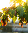 Silver Maple Tree